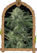 Exotic Seed Jungle Fever Auto