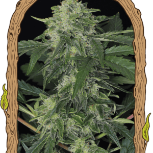 Exotic Seed Jungle Fever Auto