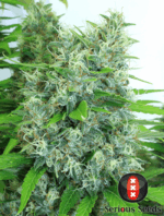 Serious Seeds Kali Mist