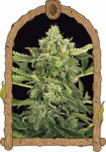 Exotic Seed Mango Cream Auto