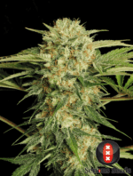 Serious Seeds Motavation