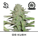 og kush