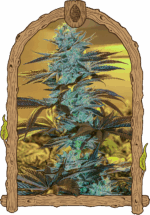 Exotic Seed Purple Monkey Auto
