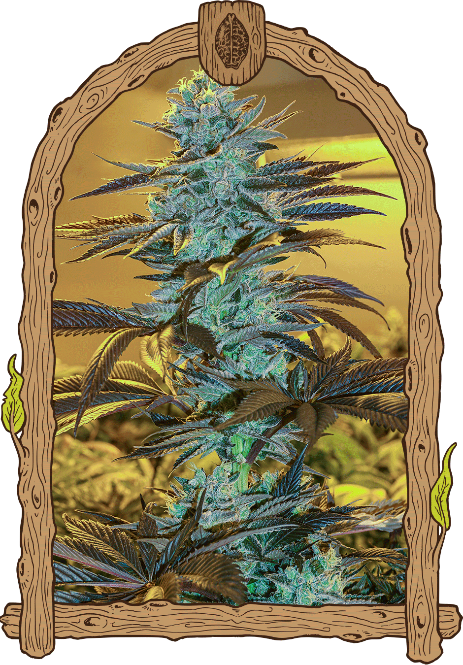 Exotic Seed Purple Monkey Auto