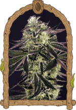 Exotic Seed Purple Shot