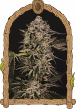 Exotic Seed Quick Sherbet
