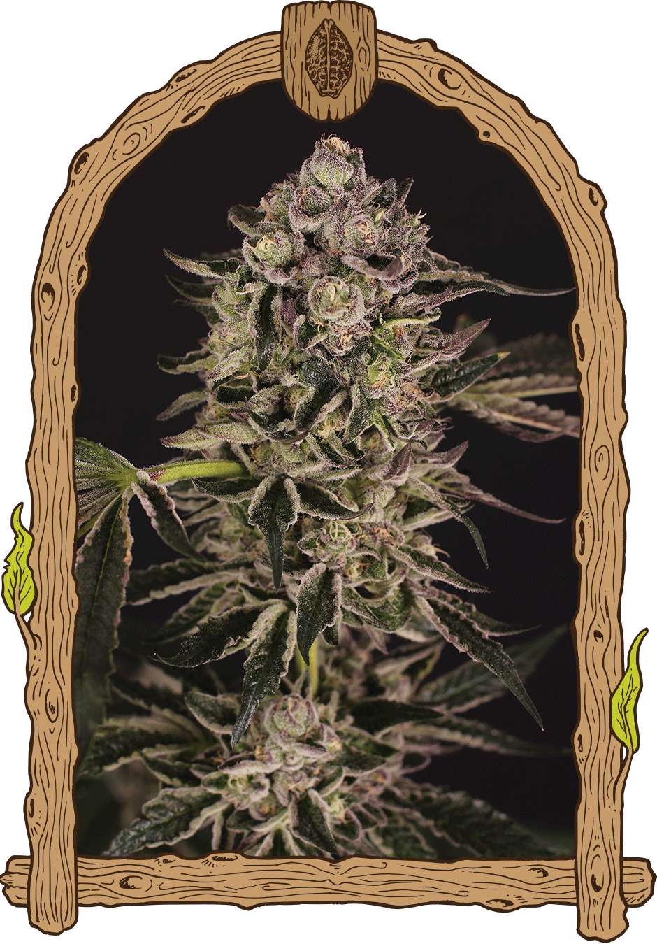 Exotic Seed Quick Sherbet