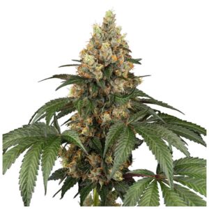 Sensi Seeds Chocolate Rainbow XXL