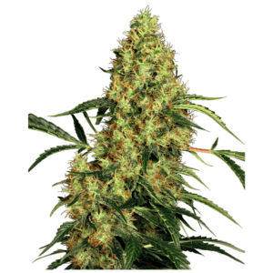 Sensi Seeds Mexican Sativa