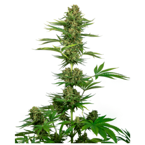 Sensi Seeds Satin Black Domina CBD