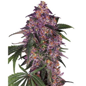 sensi purple kush