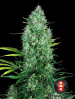 Serious Seeds Serious 6