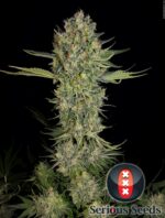 serious kush