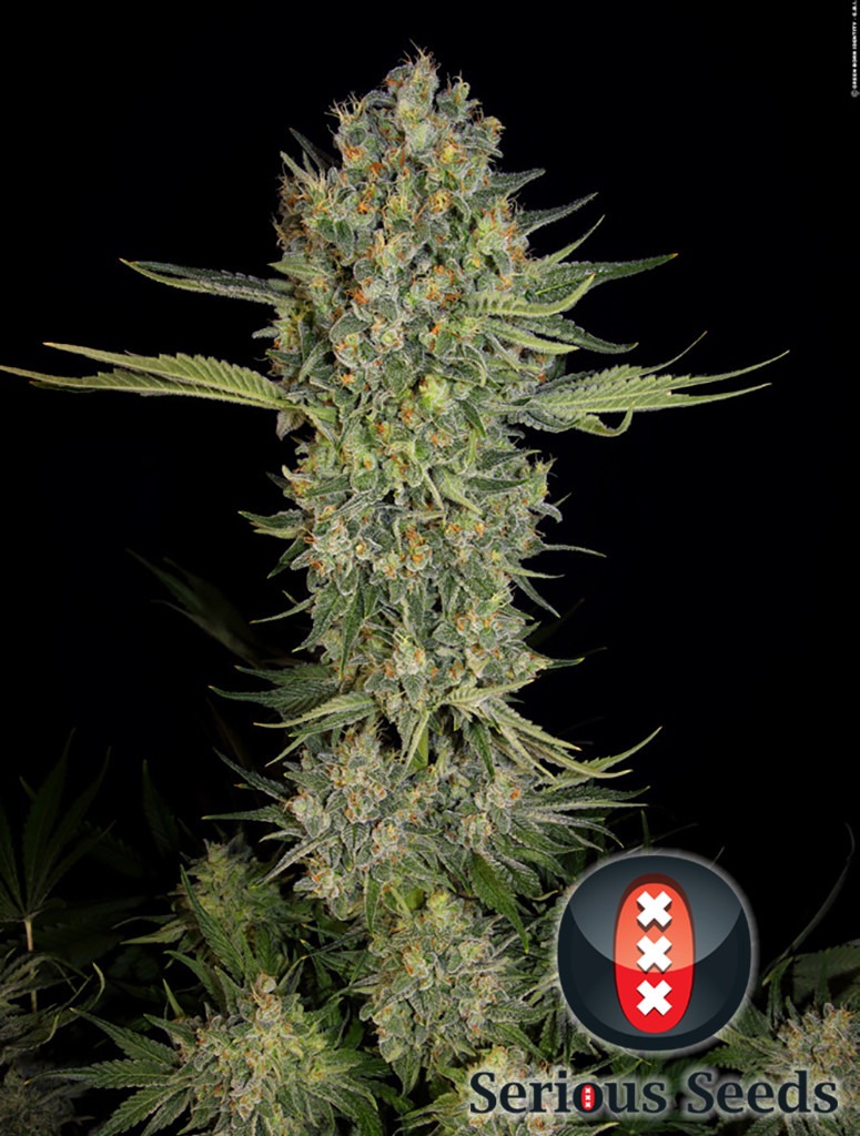 serious kush