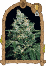 Exotic Seed Sir Jack