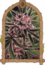 Exotic Seed Tropical Fuel