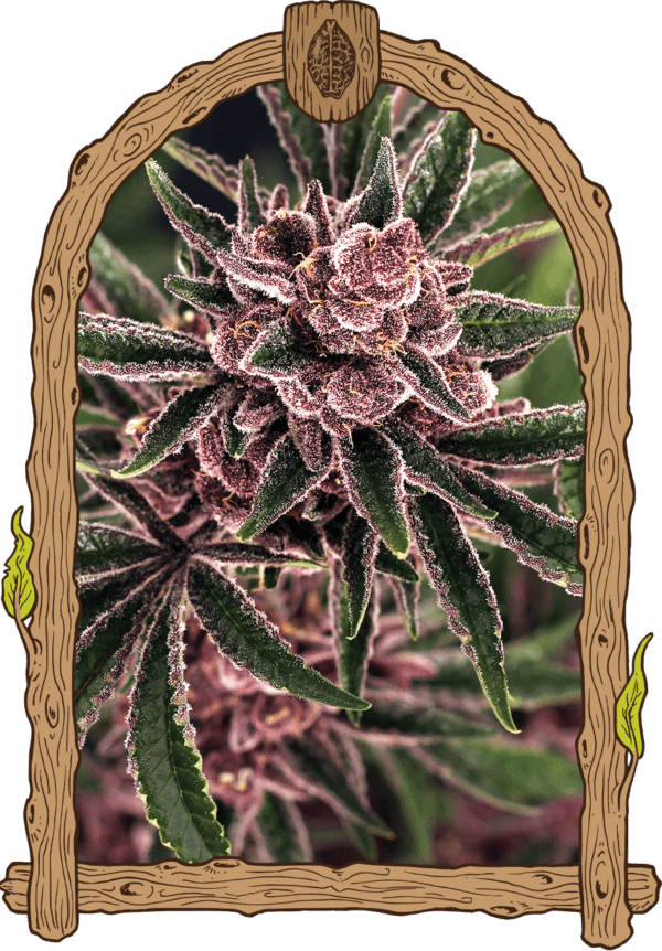 Exotic Seed Tropical Fuel