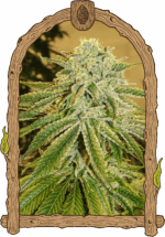 White Banana Auto
