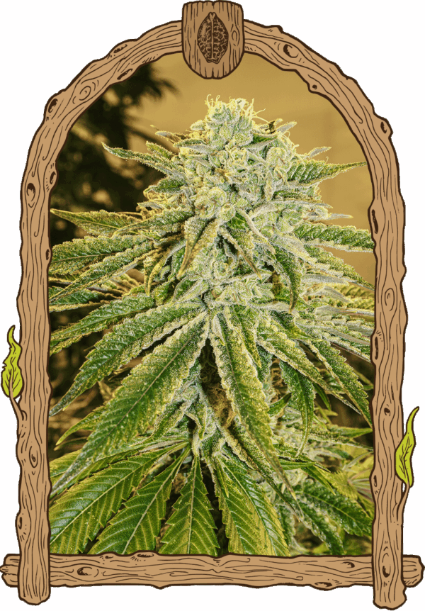 White Banana Auto
