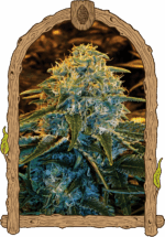 Exotic Seed Z&Z