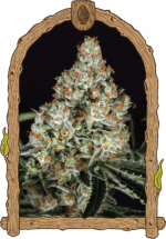 Exotic Seed Zkittalicious