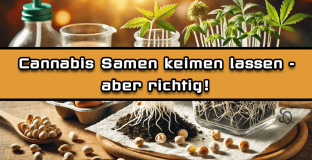 cannabis samen keimen lassen