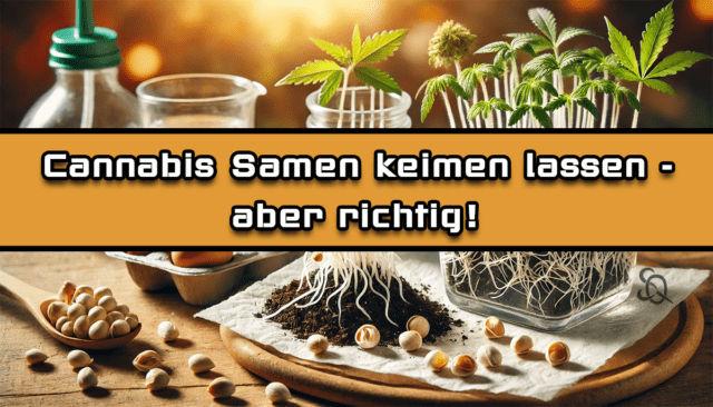 cannabis samen keimen lassen