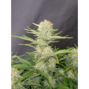 420 Fast Buds Apricot Auto