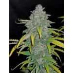 420 Fast Buds Blue Dream Auto