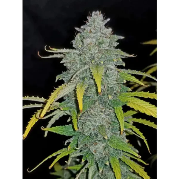 420 Fast Buds Blue Dream Auto