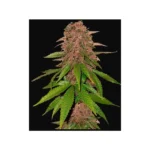 420 Fast Buds C4 Auto