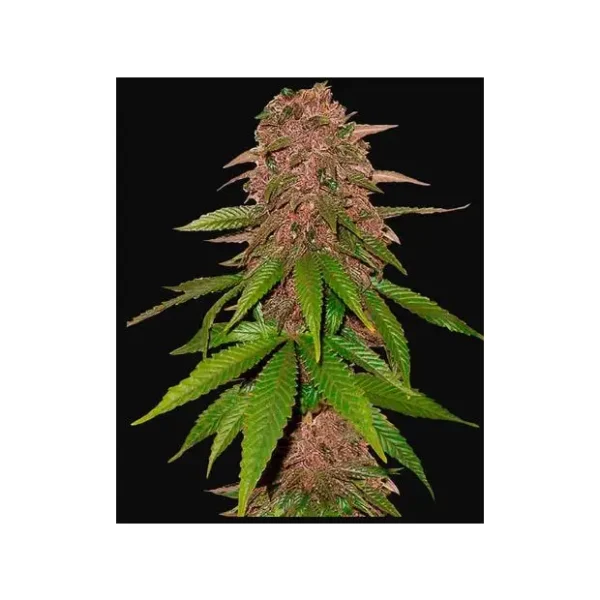 420 Fast Buds C4 Auto