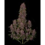 420 Fast Buds Chemdawg Auto