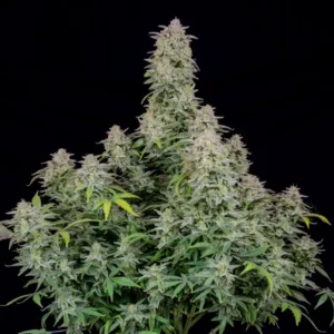 420 Fast Buds Cinderella Auto