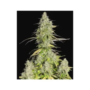 420 Fast Buds Crystal M.E.T.H. Auto