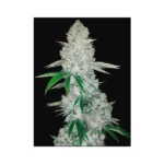 420 Fast Buds Forbidden Runtz Auto
