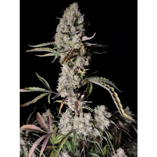 420 Fast Buds Gelato Auto