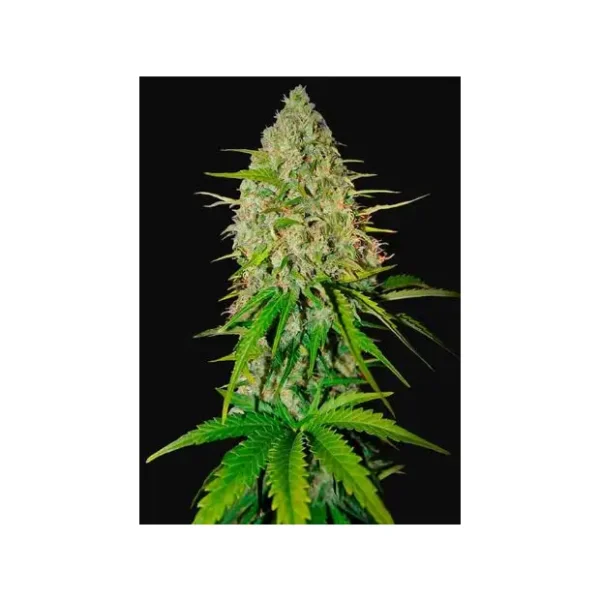 420 Fast Buds GG4 Sherbet FF