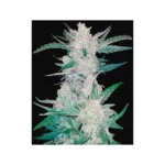 420 Fast Buds Gorilla Zkittlez Auto