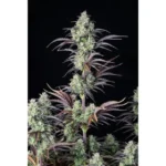 420 Fast Buds Grapefruit Auto