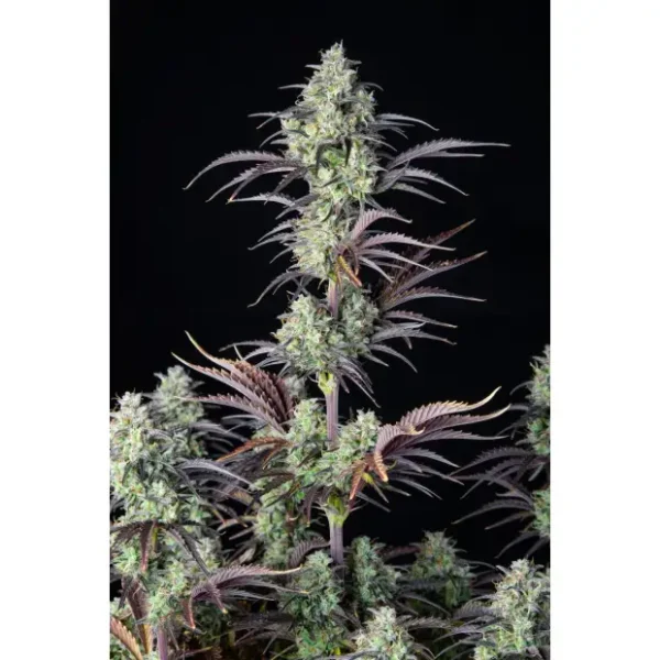420 Fast Buds Grapefruit Auto