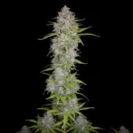 420 Fast Buds Green Crack Auto