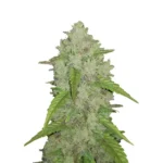 420 Fast Buds Kosher Cake Auto