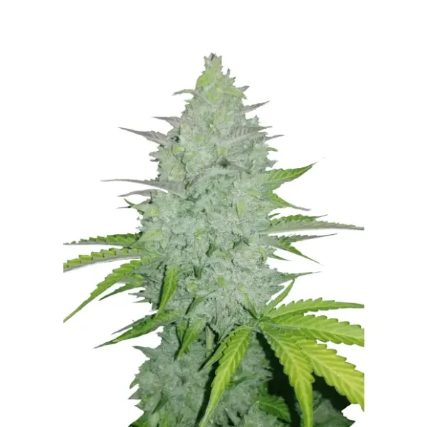 420 Fast Buds Lemon Pie Auto