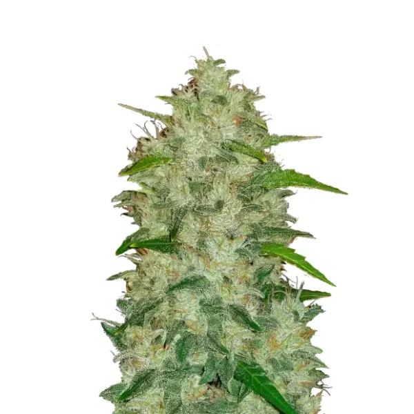 LSD-25 Auto