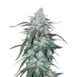 420 Fast Buds Purple Lemonade FF
