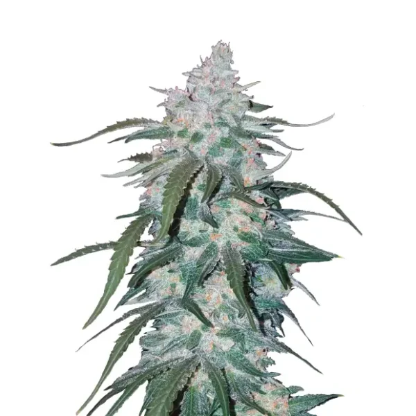 420 Fast Buds Purple Lemonade FF