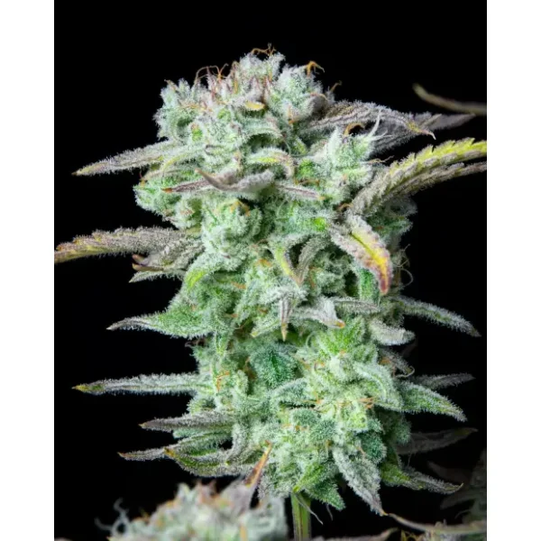 420 Fast Buds Sour Jealousy Auto