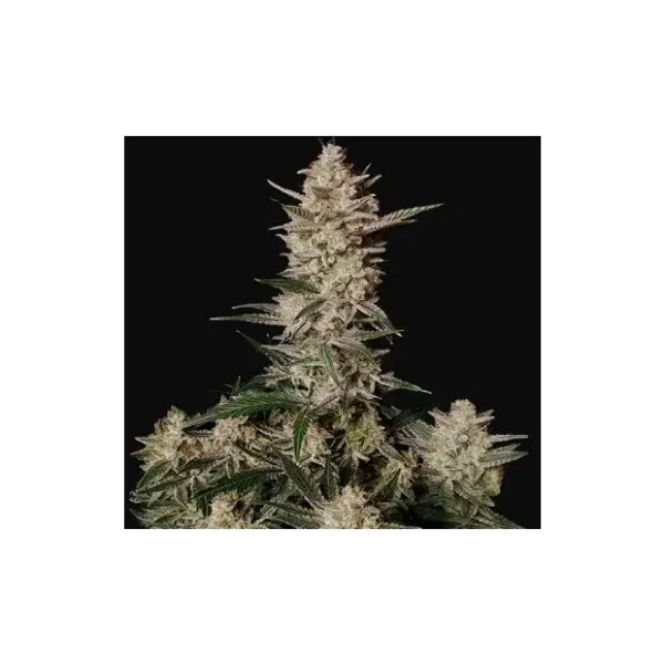 420 Fast Buds Stardawg Auto