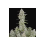 420 Fast Buds Tangie Auto